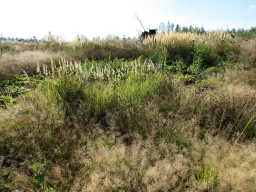 Plants